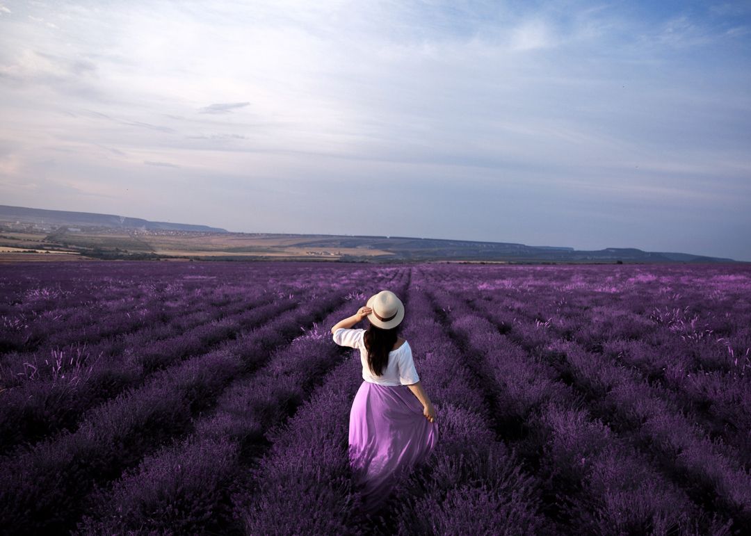 Lavender field edited with Lavender preset – before