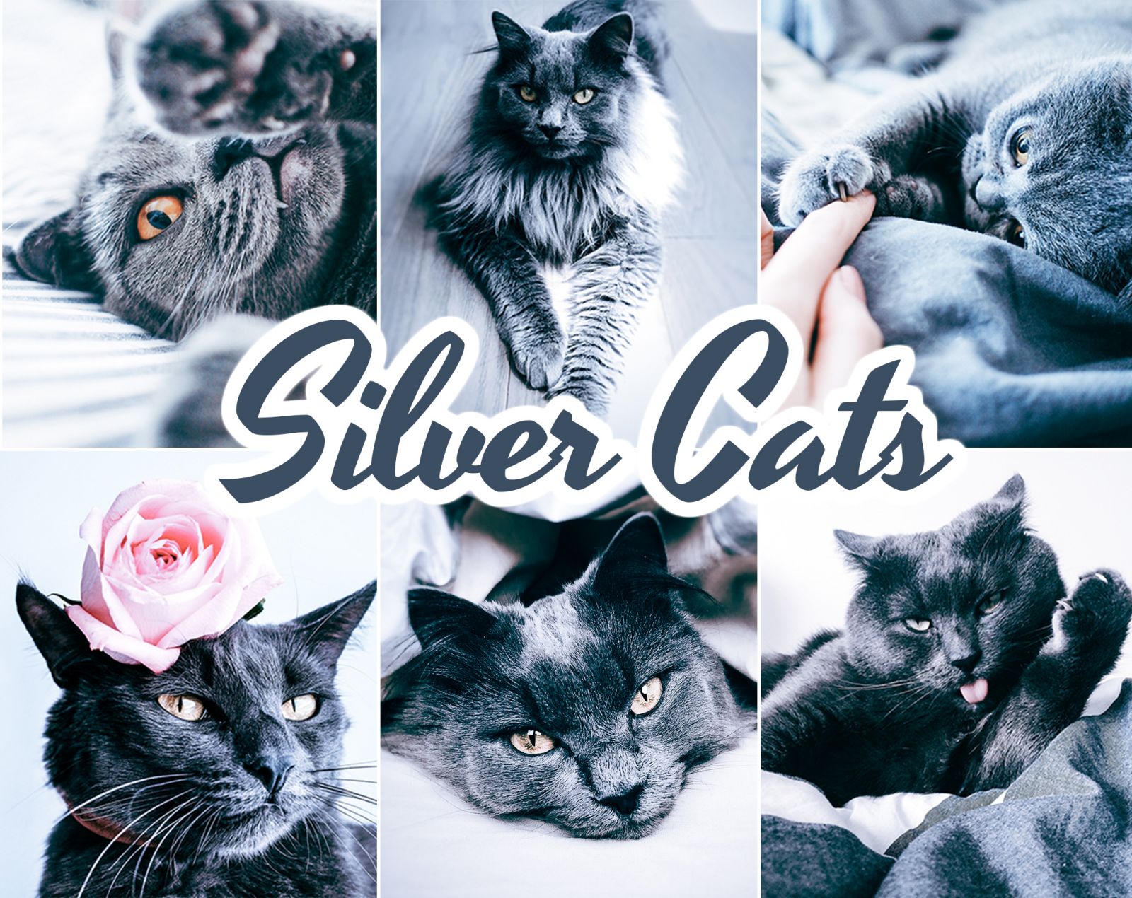 Silver Cats Lightroom presets