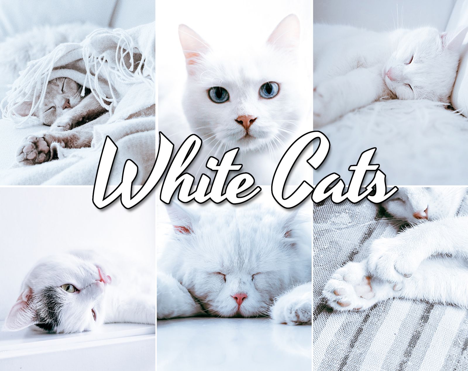 White Cats Lightroom presets
